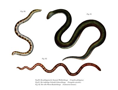Grande Serpent à Queue Bouclier - German School