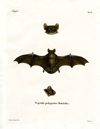 Noctule petit - German School