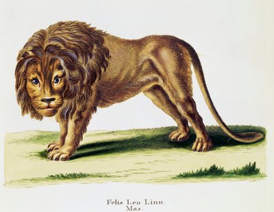Lion (Felis leo), de Mammifères illustrés de la Nature avec descriptions, par Johann Christian Daniel von Schreber (1739-1810), gravure par H I Tisroff, volume 3, table 97-A, Allemagne - German School