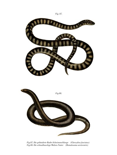 Petit serpent lime - German School