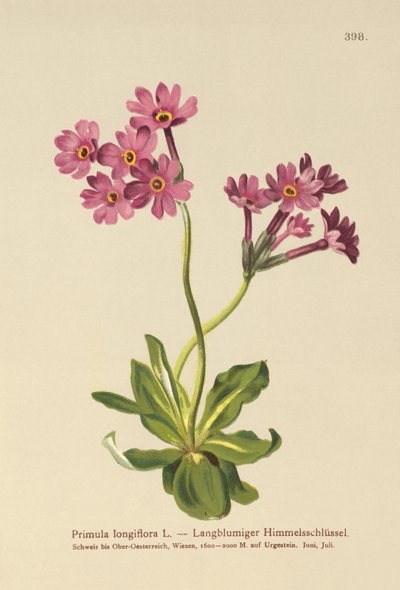 Primevère à longues fleurs - German School