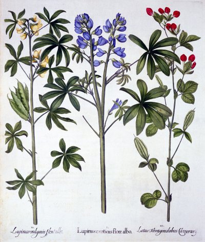 Lupins et Red Asparagus Pea, de Hortus Eystettensis, par Basil Besler, pub. 1613 - German School