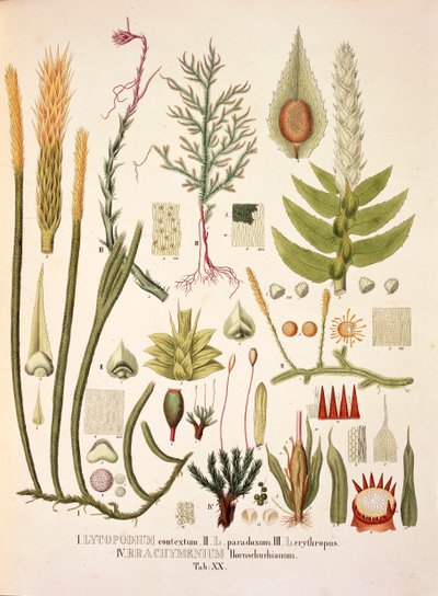 Lycopodium et Brachymenium, table XX de 