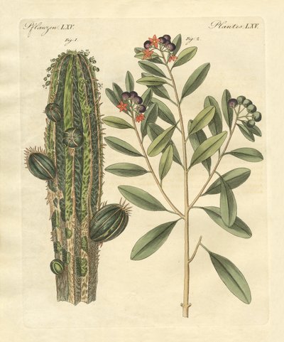 Plantes médicinales - German School
