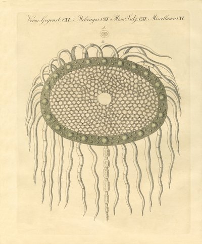 Image microscopique du trou du chardon sans plume - German School