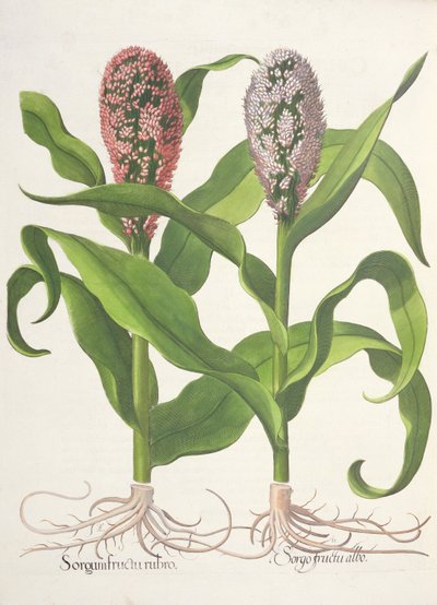 Millet, du Hortus Eystettensis par Basil Besler - German School