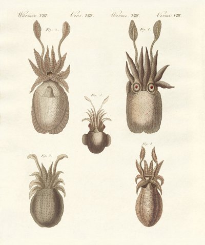 Mollusques ou vers mous - German School
