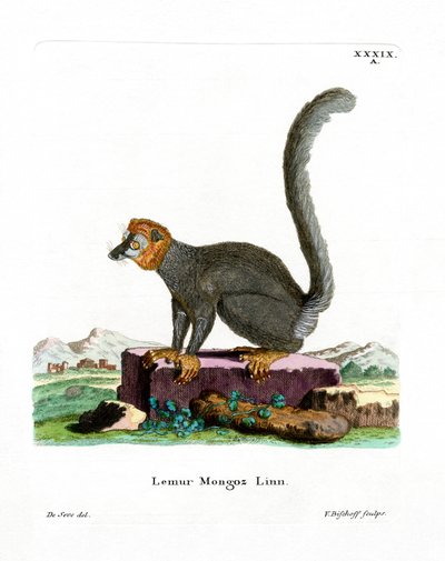 Lémur mongous - German School