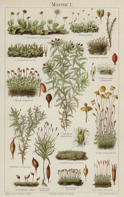 Mousses (lithographie en couleur) - German School