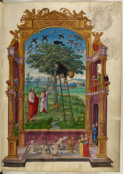 Ms Harley 3469, f.15 Arbre doré avec couronne, la Parabole Autre, du 