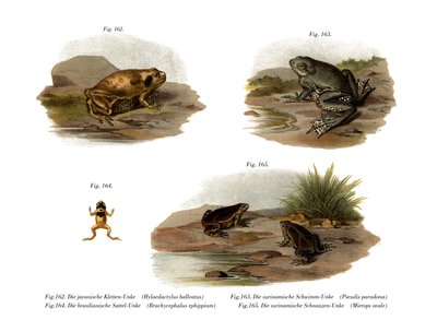 Crapaud à bouche étroite de Müller - German School