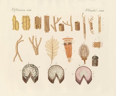 Sur la structure interne des plantes - German School