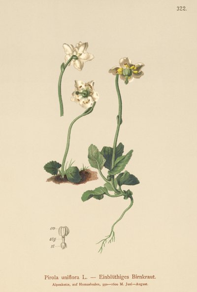 Pyrole uniflore (Pirola uniflora, Pyrola uniflora, Moneses uniflora, Monesis uniflora) - German School