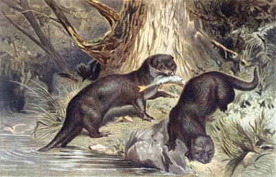Loutre, planche de "Brehms Tierleben: Allgemeine Kunde des Tierreichs", vol.1, p.670, publié par Bibliographisches Institut - German School