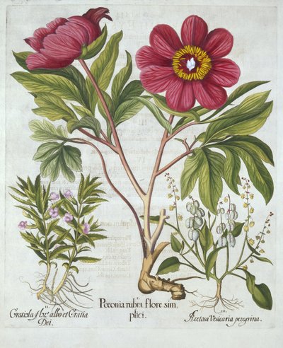 Pivoine, hysope des haies et oseille des moutons, de Hortus Eystettensis, par Basil Besler (1561-1629), pub. 1613 - German School