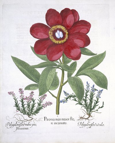 Pivoine et deux Polygalons, de Hortus Eystettensis par Basil Besler (1561-1629) publié en 1613 - German School