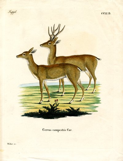 Cerf des pampas - German School