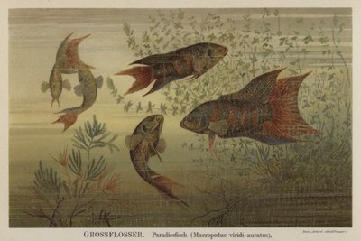 Poissons de paradis - German School