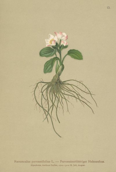 Renoncule à feuilles de parnassie - German School