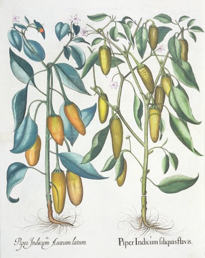 Poivrons, du Hortus Eystettensis par Basil Besler - German School