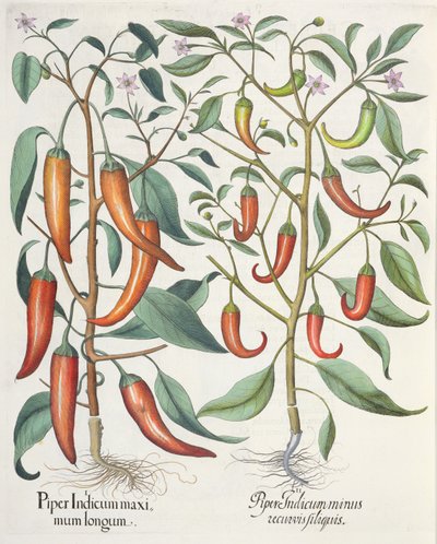 Poivrons, du Hortus Eystettensis par Basil Besler - German School