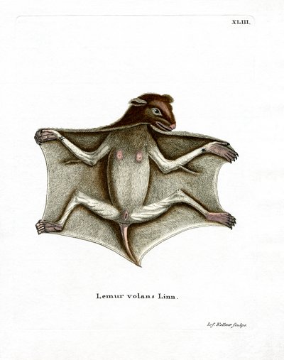 Lémur volant des Philippines - German School
