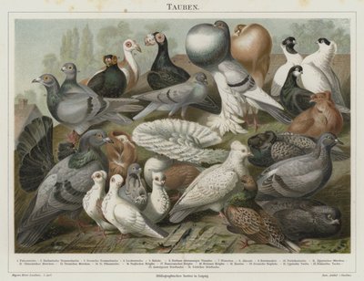 Pigeons - German School