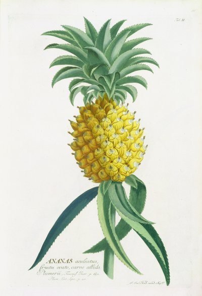 Ananas gravé par Johann Jakob Haid (1704-67) - German School
