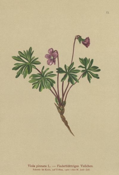 Violette pennée (Viola pinnata) - German School