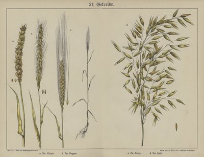 Plantes - German School