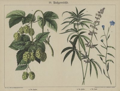 Plantes - German School