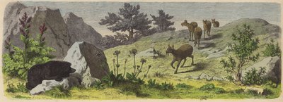 Plantes et animaux des montagnes d