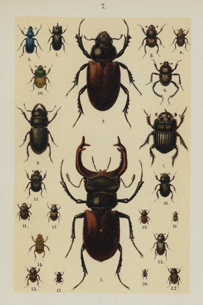 Planche du Manuel du jeune collectionneur de coléoptères - German School
