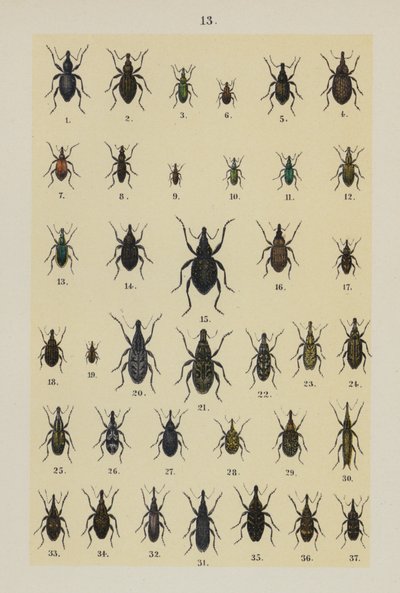 Planche du Manuel du jeune collectionneur de coléoptères - German School