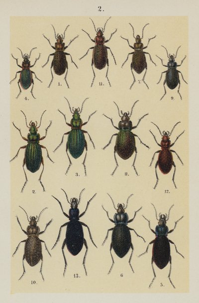 Planche du Manuel du jeune collectionneur de coléoptères - German School