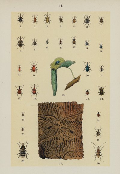 Planche du Manuel du jeune collectionneur de coléoptères - German School