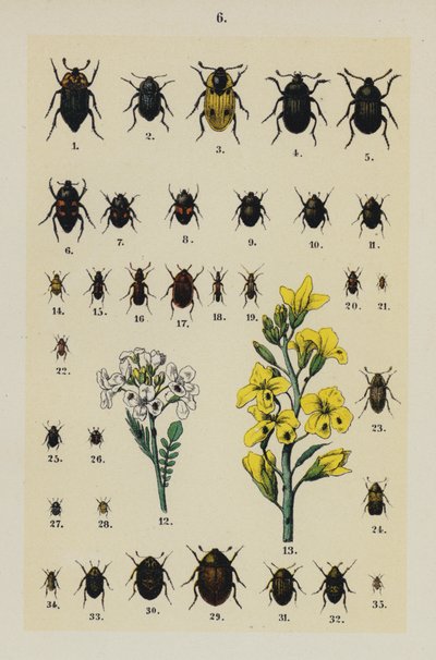 Planche du Manuel du Jeune Collectionneur de Coléoptères - German School