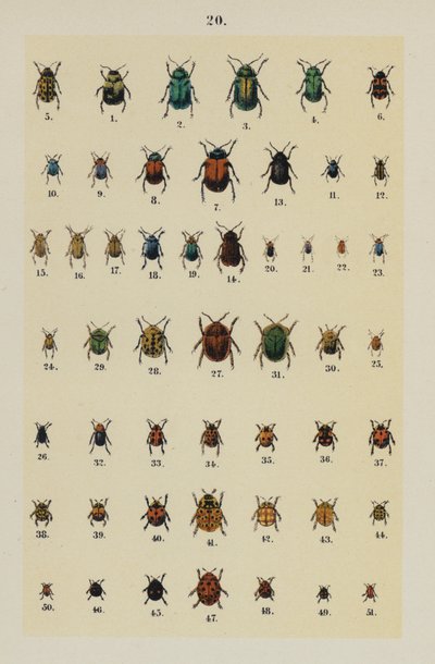 Planche du Manuel du Jeune Collectionneur de Coléoptères - German School