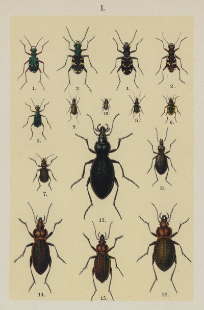 Planche du Manuel du jeune collectionneur de coléoptères - German School