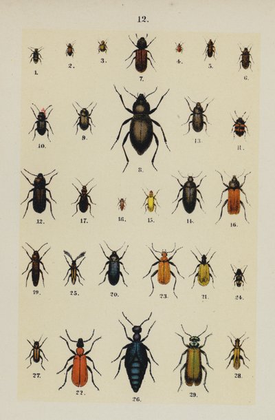 Planche du Manuel du jeune collectionneur de coléoptères - German School