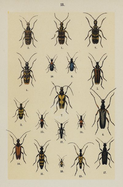 Planche du Manuel du jeune collectionneur de coléoptères - German School