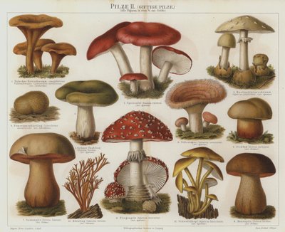 Champignons vénéneux - German School