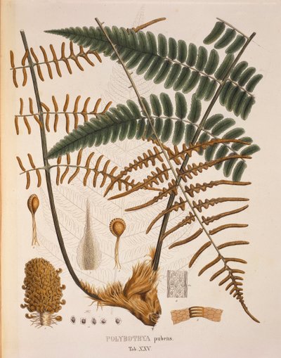 Polybotrya Pubens, table XXV de 