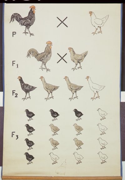 Affiche démontrant la loi de Mendel chez les poulets - German School