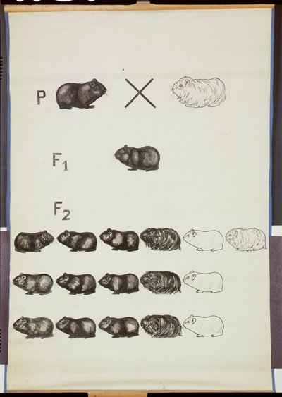 Affiche démontrant la loi de Mendel chez les cochons d