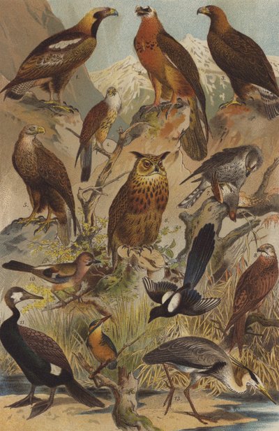 Oiseaux de proie - German School