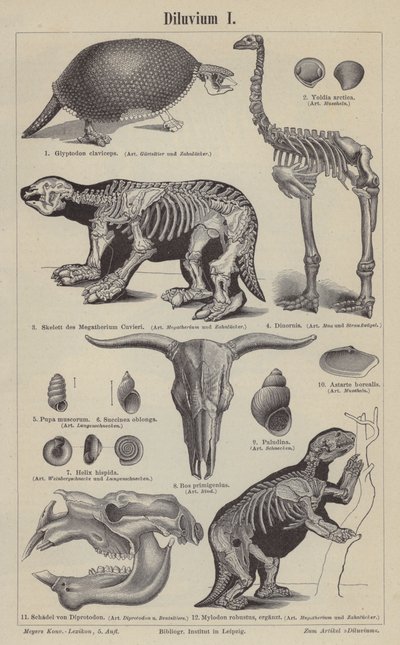 Animaux préhistoriques - German School