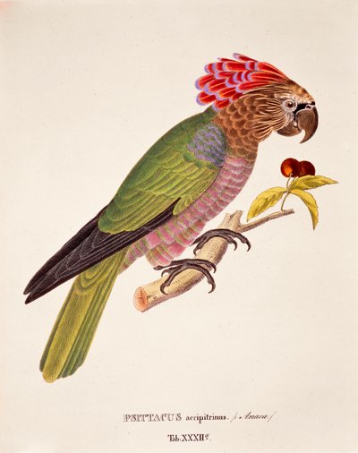 Psittacus Accipitrinus, table XXXII de 