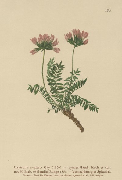 Astragale des Pyrénées (Oxytropis neglecta) - German School