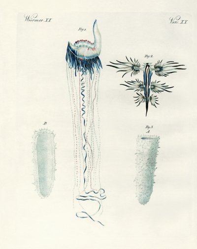 Espèces rares de mollusques - German School